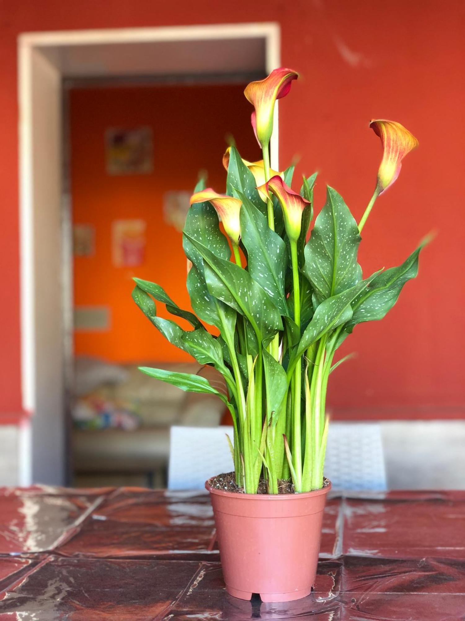 Anire Casa de Férias